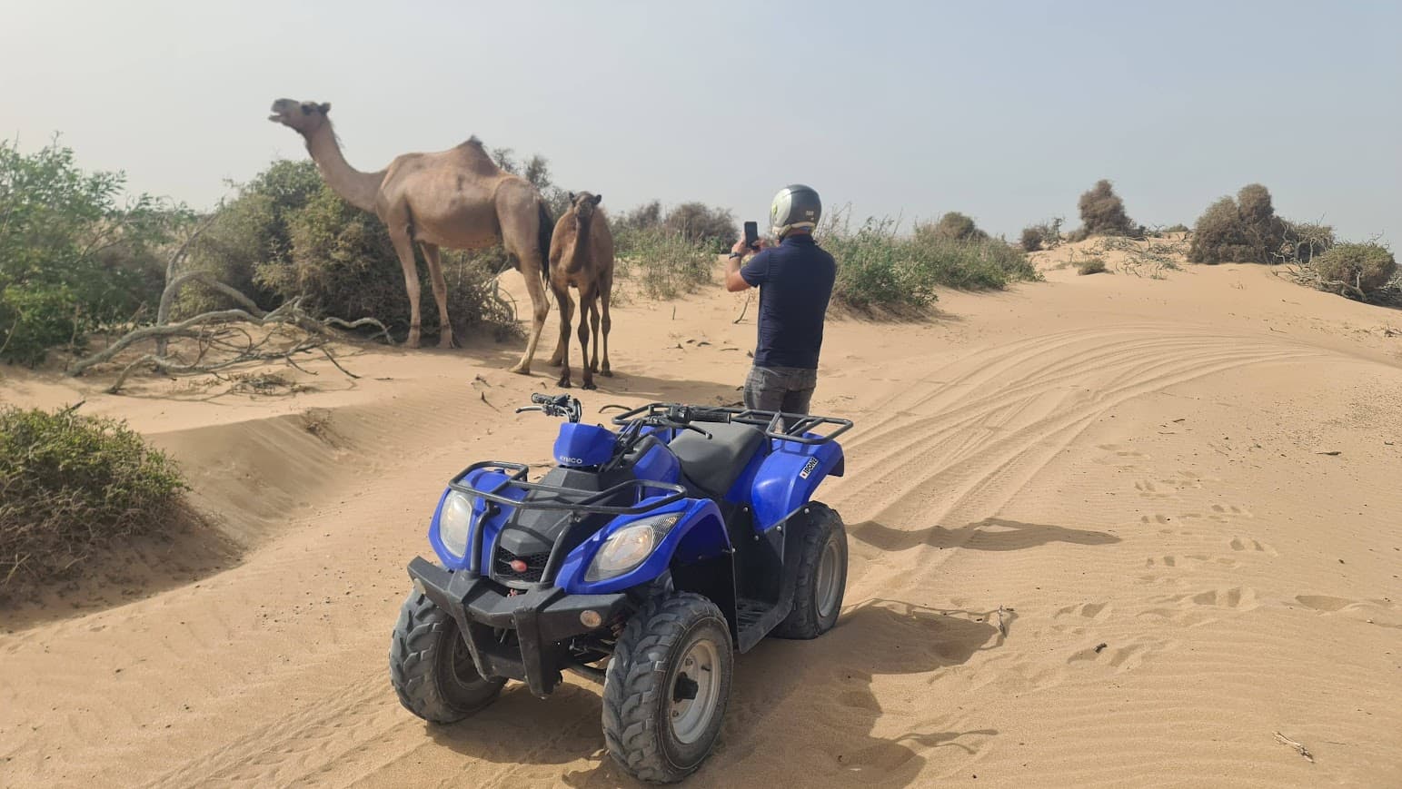Dunes with camels